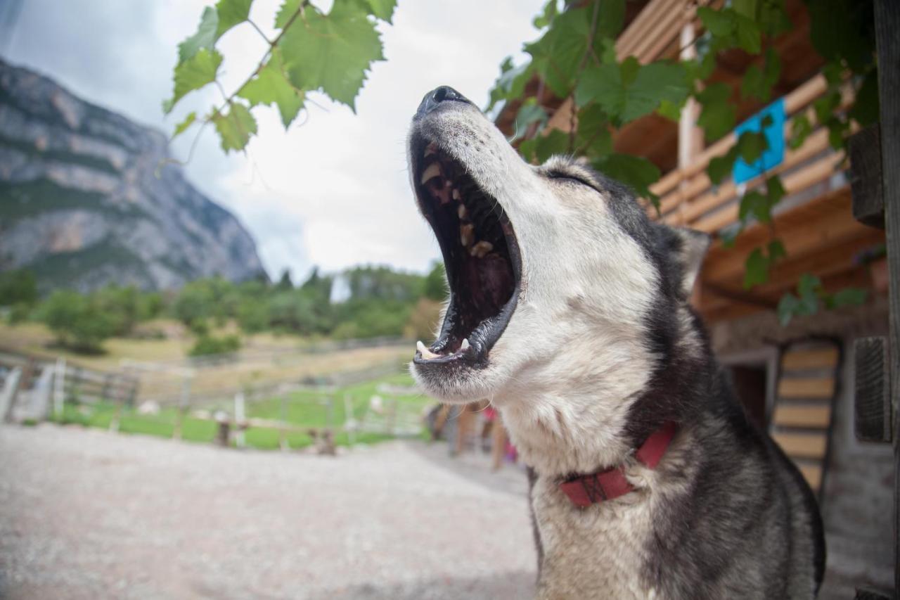 Agriturismo Athabaska San Lorenzo Dorsino Kültér fotó