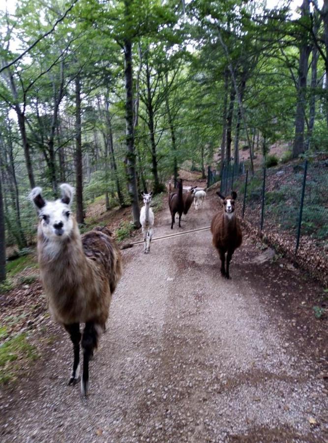Agriturismo Athabaska San Lorenzo Dorsino Kültér fotó